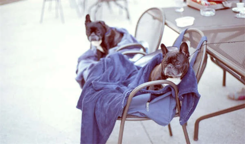 Disturbi neurologici nei cani: sintomi, cause e cure essenziali